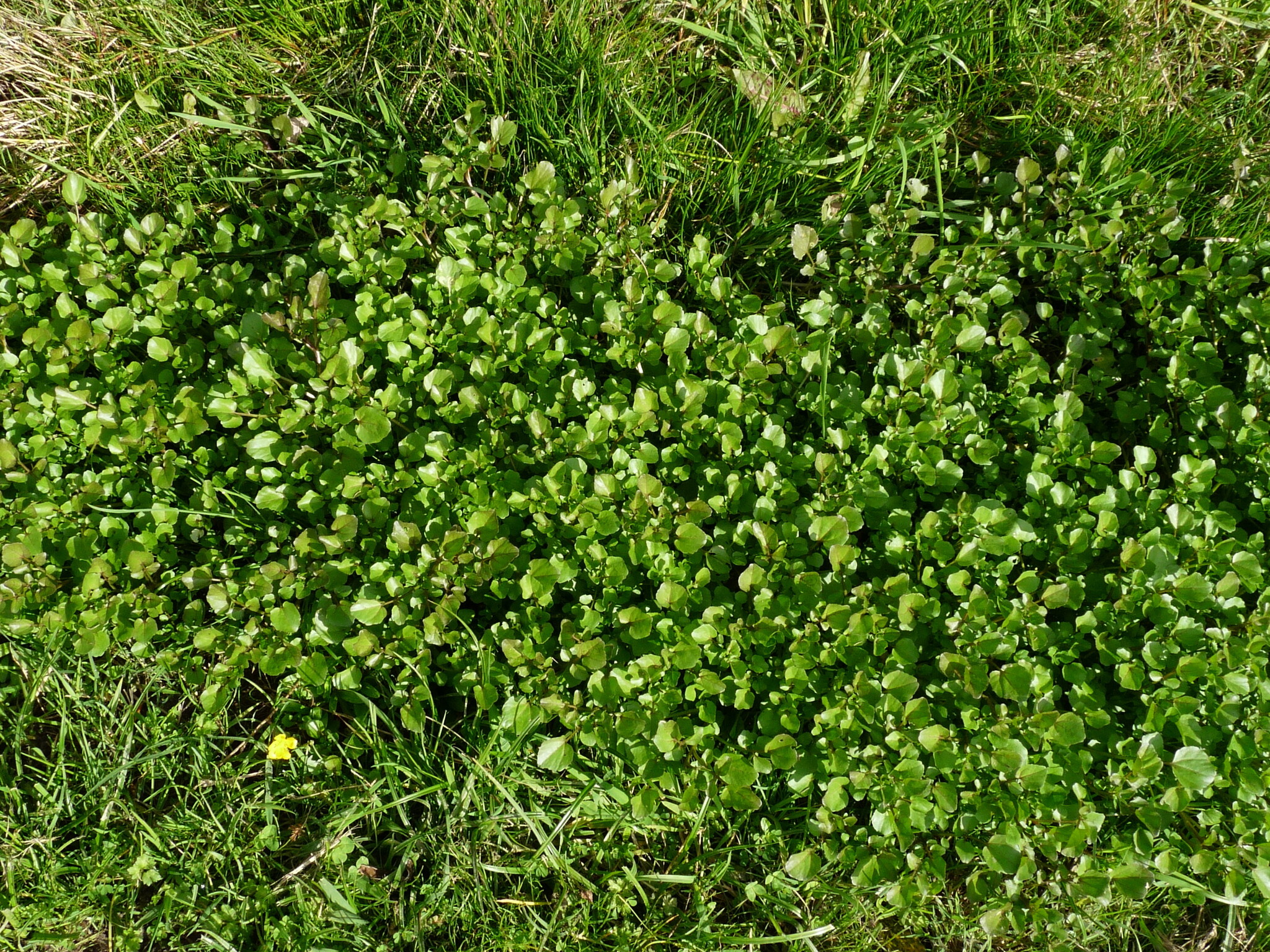 Imagem de Agrião-selvagem