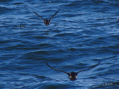 Pelecanoides garnotii