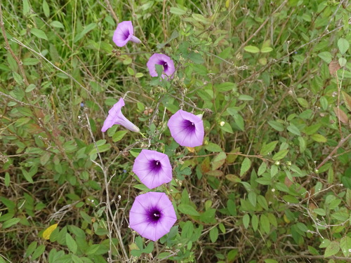 Image of Ipomoea trifida by (c) Alexis López Hernández, some rights reserved (CC BY)