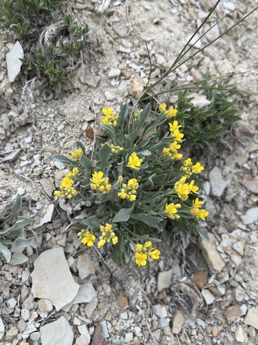 Dudley Bluffs twinpod (Physaria obcordata)
