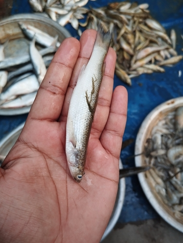 Corsula