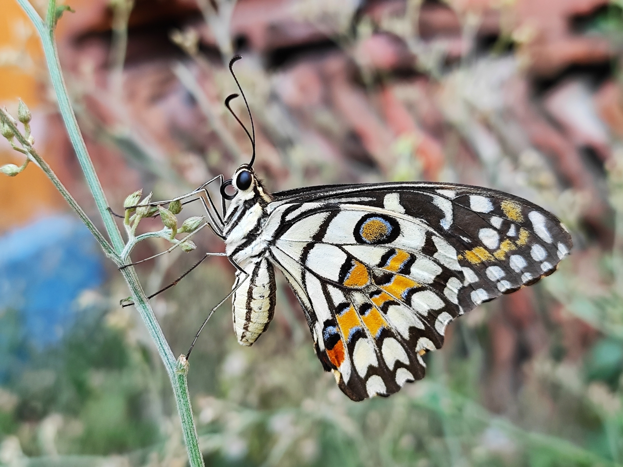 Lime Swallowtail