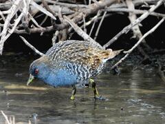 Australian Crake photo 5