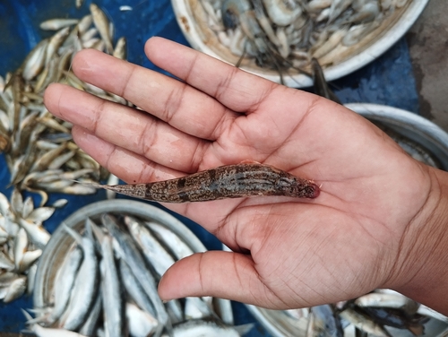 Gongota loach