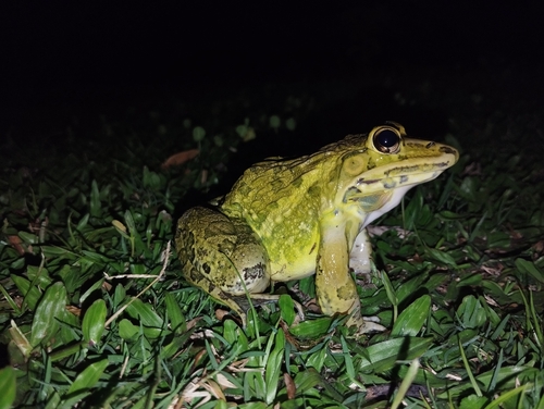 Indus Valley Bullfrog