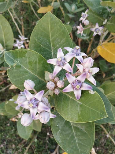 crown flower