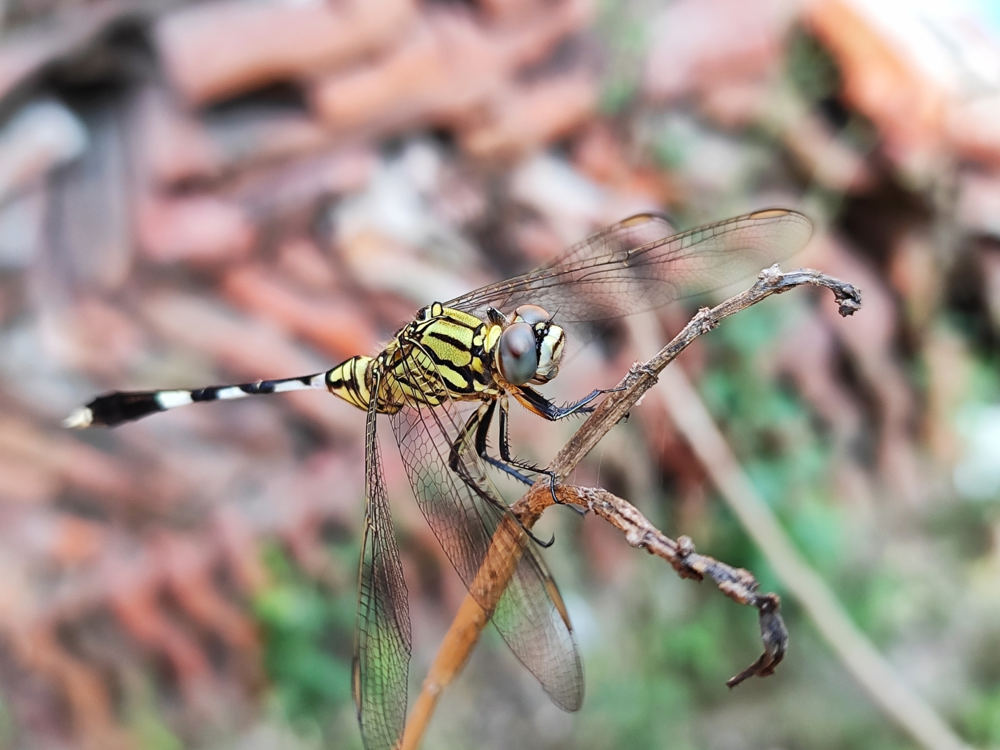 Slender Skimmer