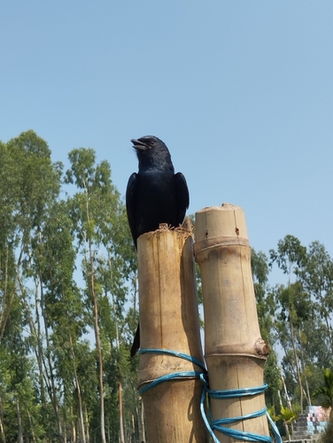 Black Drongo