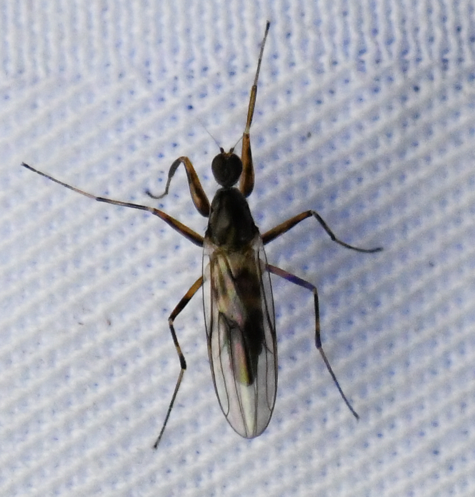 Tachypeza inusta