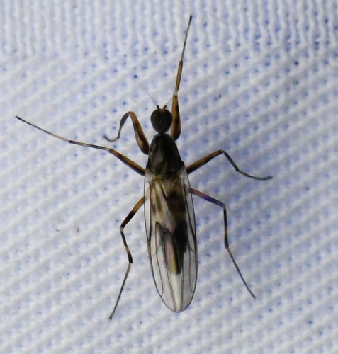 Tachypeza inusta