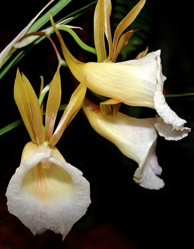 Bauer's Galeandra