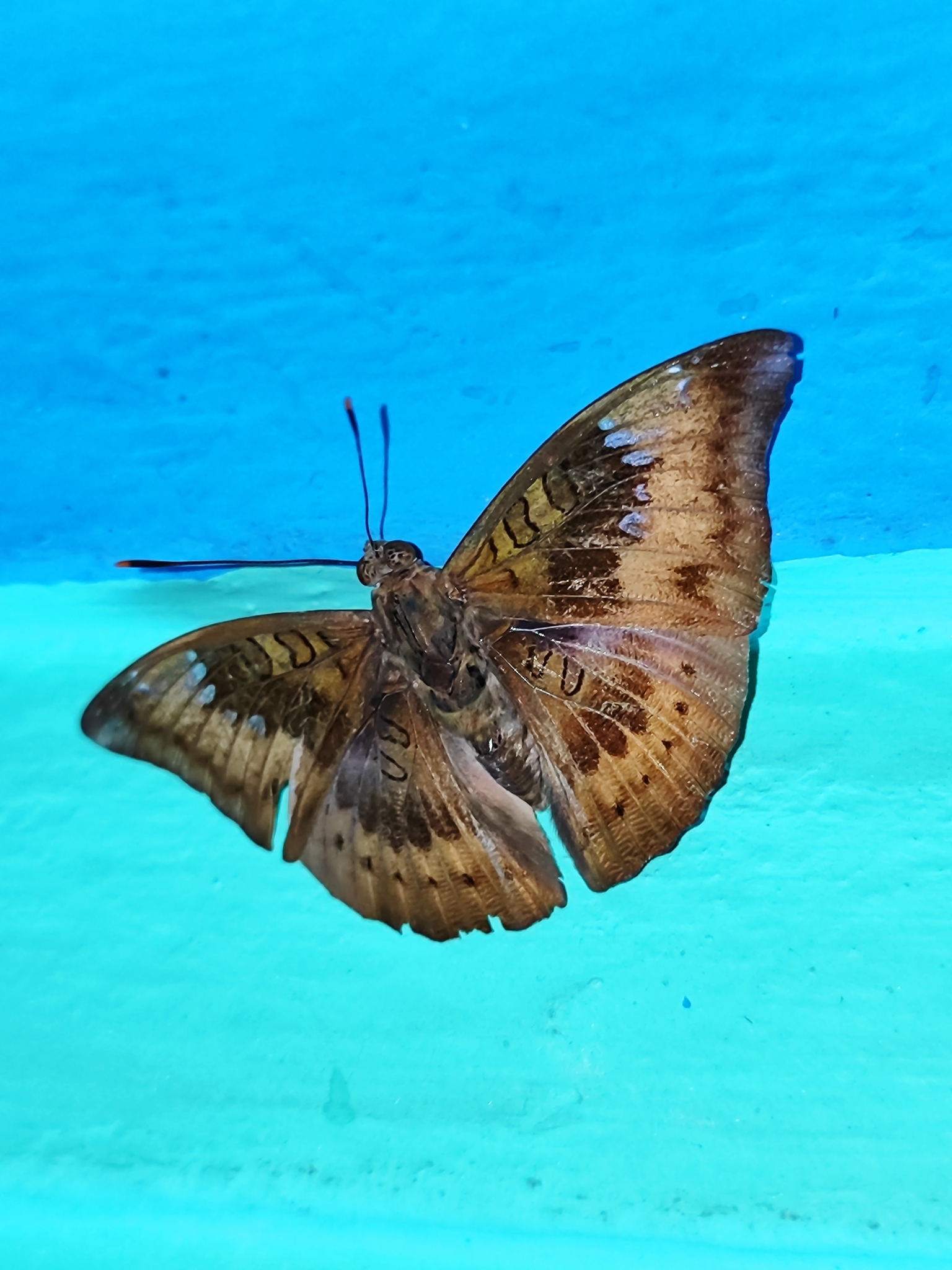 Common Baron