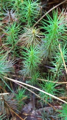 Polytrichum pallidisetum
