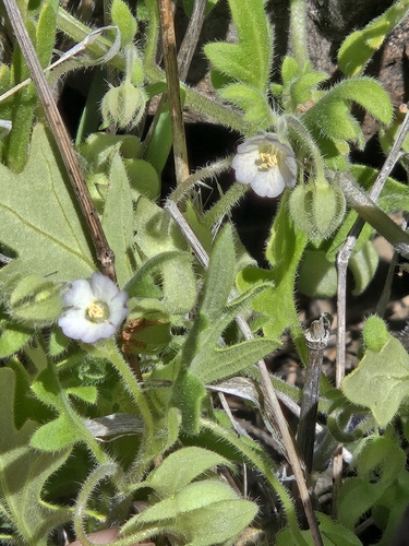 Kirtley's nemophila (Nemophila kirtleyi)