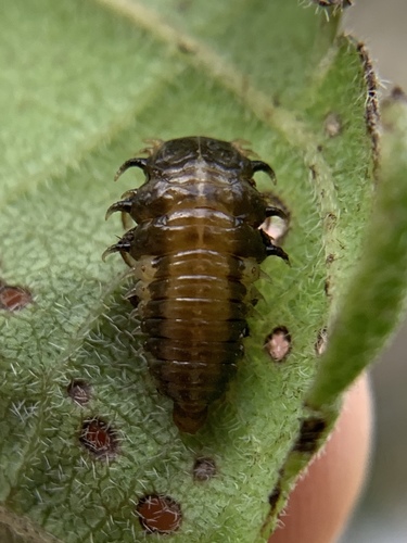 Iridescent Tortoise Beetle photo 3