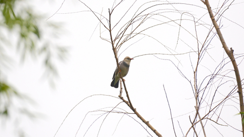 Red-billed Starling (Spodiopsar sericeus), photo 9