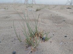 Cyperus conglomeratus