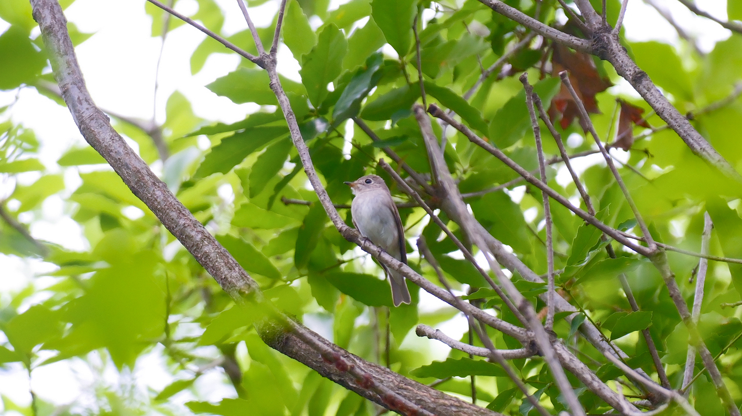 Asian Brown Flycatcher