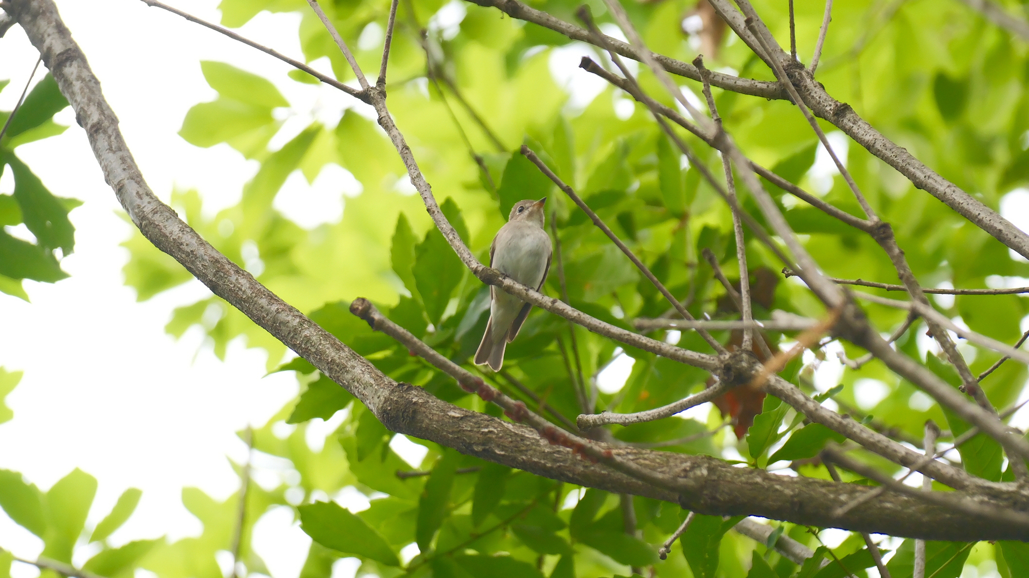 Asian Brown Flycatcher