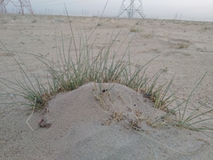 Cyperus conglomeratus