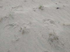 Cyperus conglomeratus