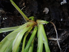 Carex viridula