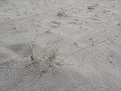 Cyperus conglomeratus