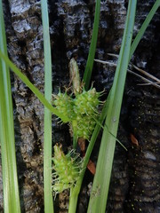 Carex viridula
