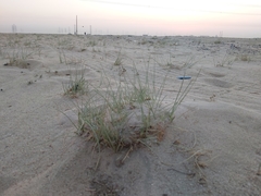 Cyperus conglomeratus