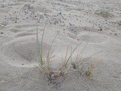 Cyperus conglomeratus