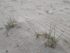 Cyperus conglomeratus