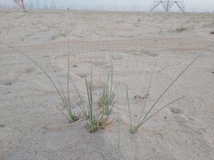 Cyperus conglomeratus