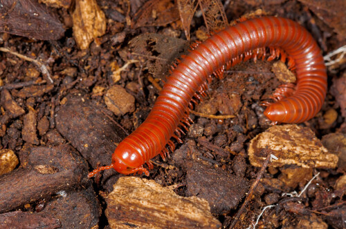 Trigoniulus corallinus
