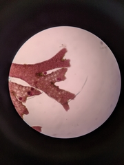 Microcladia borealis