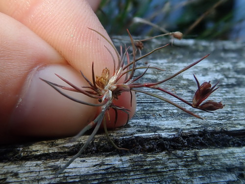Image of Juncus supiniformis by (c) Nolan Exe, some rights reserved (CC BY)