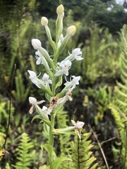 Habenaria monorrhiza