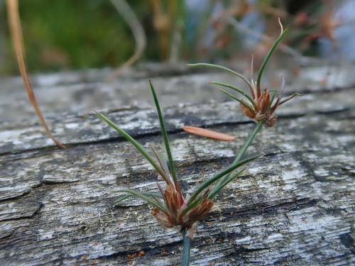 hair-leaved rush (Juncus supiniformis)