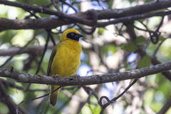 Bannerman's Weaver photo 2