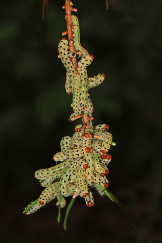 Red-headed Pine Sawfly photo 4