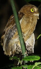 Andaman Scops-Owl photo 2