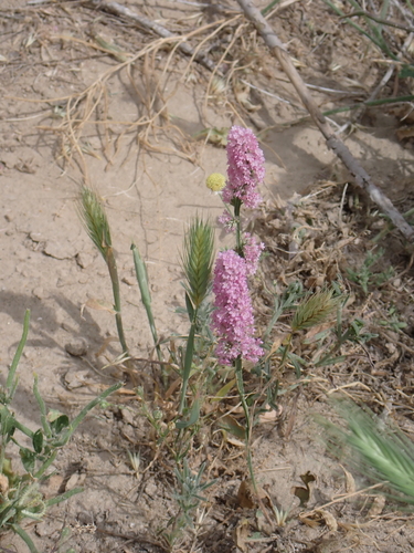 Psylliostachys suworowii, photograph 5
