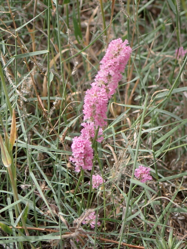 Psylliostachys suworowii, photograph 6