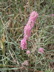 Psylliostachys suworowii, photograph author not stated, no rights reserved