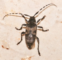 Coenopoeus palmeri