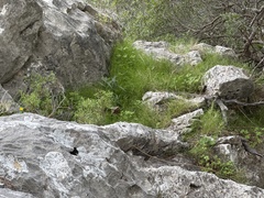 Helicodiceros muscivorus