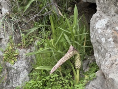 Helicodiceros muscivorus, photograph (c) Mark Gurney, some rights reserved (CC BY)