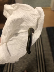 Anadenobolus monilicornis