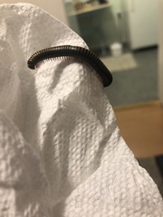 Anadenobolus monilicornis