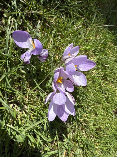 Corsican crocus