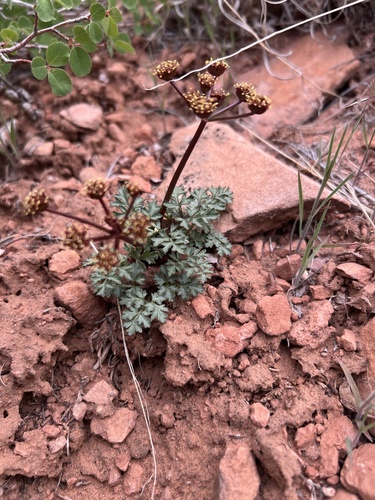 Jones' Springparsley (Cymopterus jonesii)